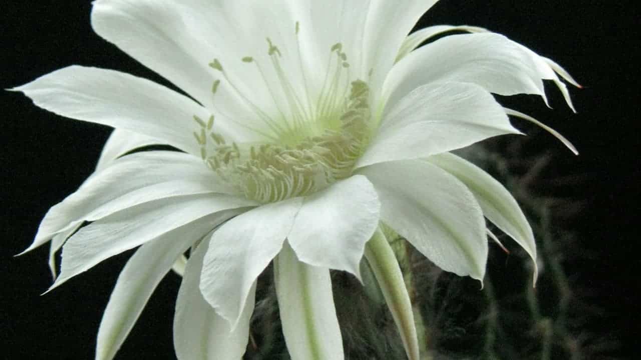 White night-blooming cereus flower with pointed petals and pale green center against dark background in full bloom