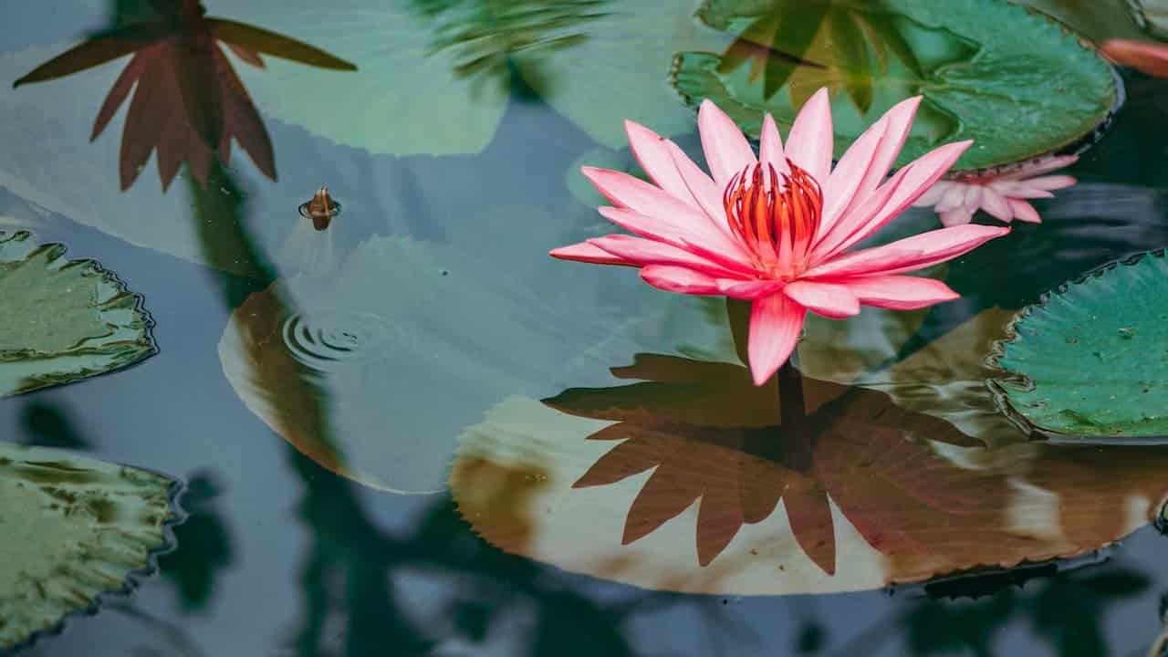 A pink water lily with delicate petals floats on a pond, surrounded by lily pads and reflected in the water