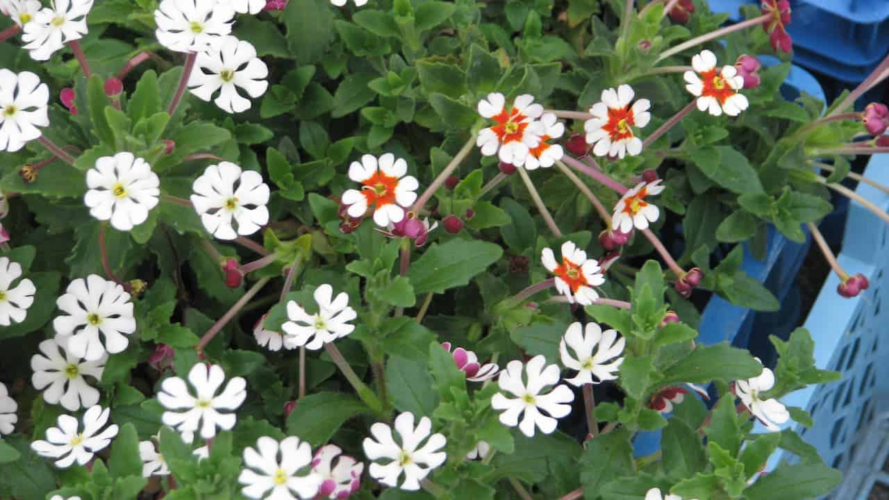 Small white Night Phlox flowers with yellow and orange centers growing among green foliage in blue plastic containers