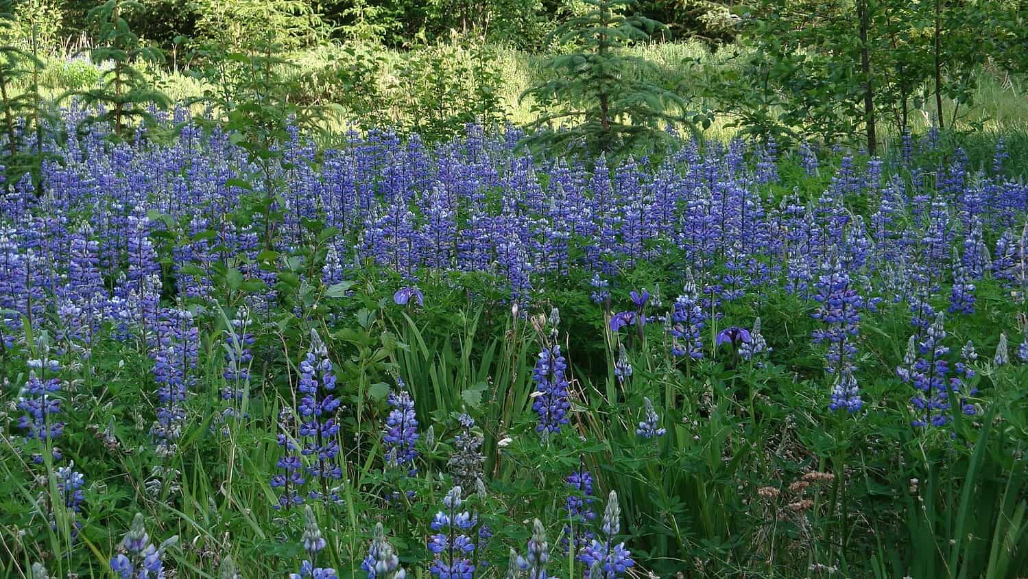 Field of blue lupine wildflowers growing densely among green foliage, with trees and sunlit vegetation in background