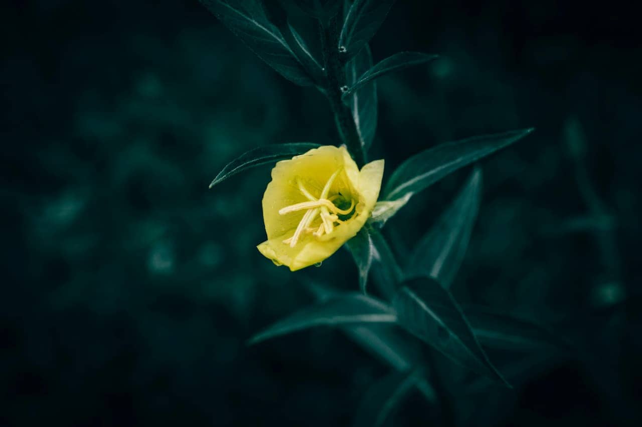 A single Oenothera flower with delicate stamens blooms against a dark teal-green background of leaves and foliage. The flower's cup-like shape stands out dramatically against the moody, low-light atmosphere surrounding it