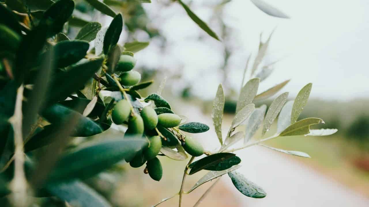 Olive Trees
