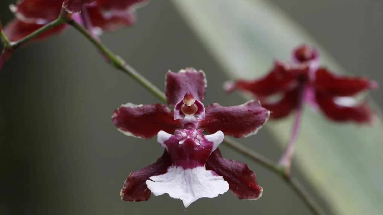 A close-up of a maroon and white Oncidium orchid with delicate petals, intricate details, and a blurred background featuring additional blossoms