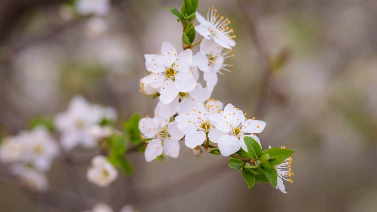 Orange Blossom with yellow stamens on a green branch against a soft blurred background