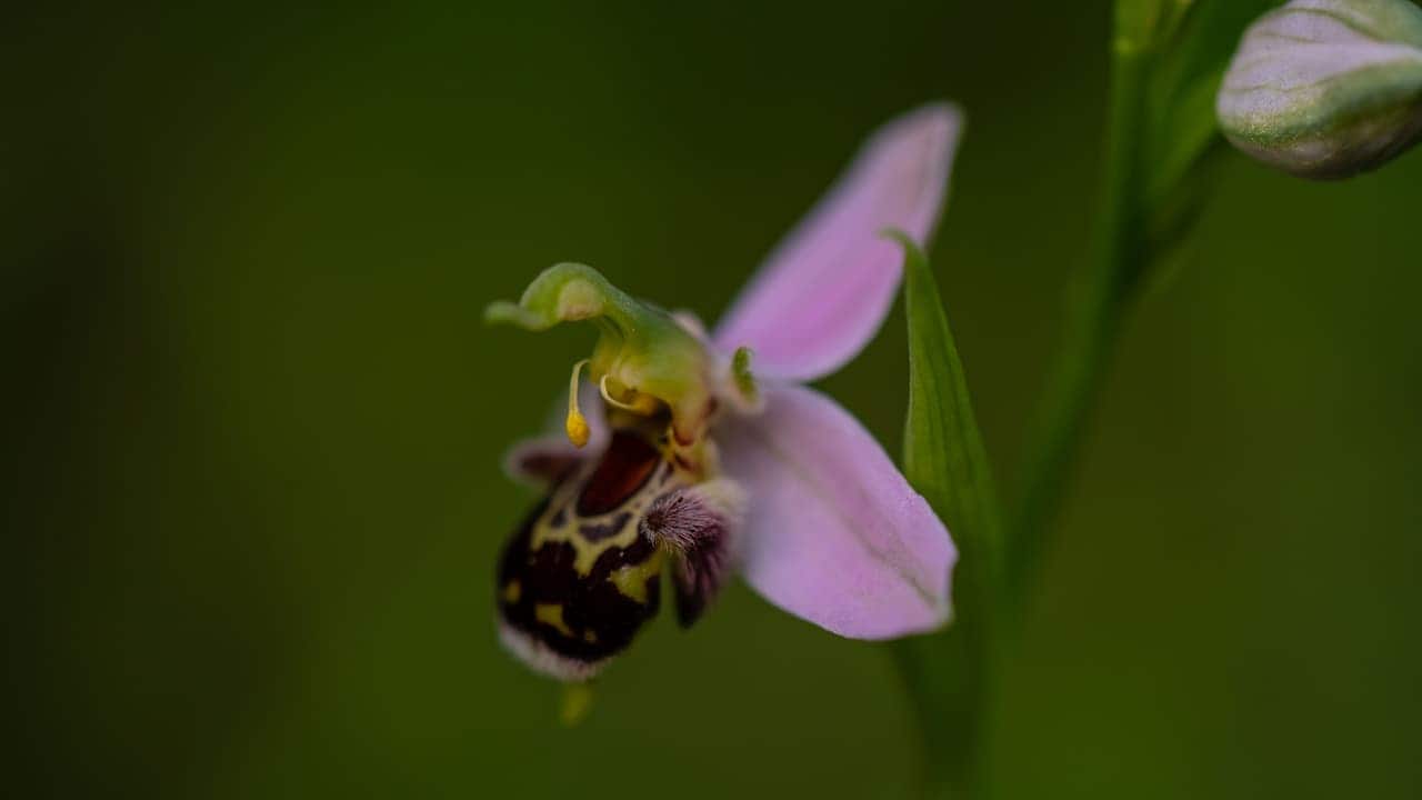 Bee orchid flower with pink petals and fuzzy bee-like labellum against blurred green background