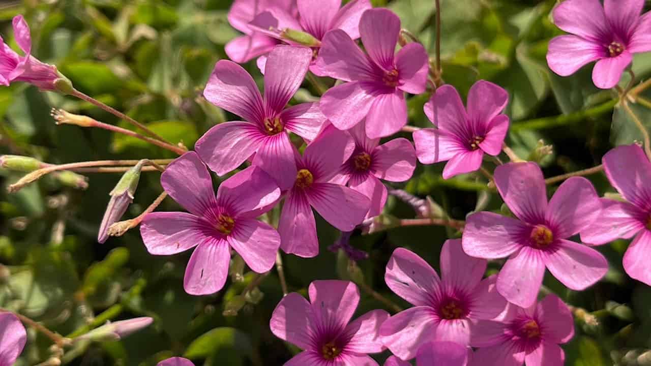 A cluster of Oxalis flowers with delicate petals and dark pink veins, surrounded by green foliage. Sunlight highlights their intricate details and soft texture