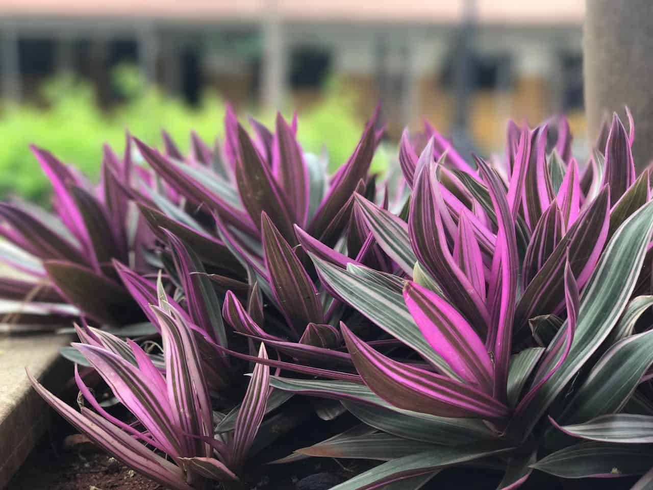 A close-up of vibrant oyster plants (Tradescantia spathacea) featuring striking purple and green striped leaves, growing densely in a garden bed with a blurred background of greenery and building structures
