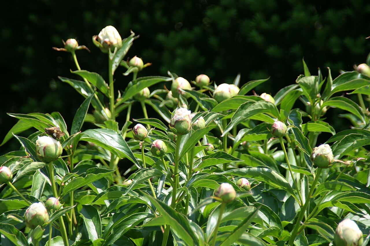 Peony buds on tall stems surrounded by lush green leaves, the buds showing soft pink tips, basking in sunlight, with a blurred dark background, signaling the plant’s early blooming stage