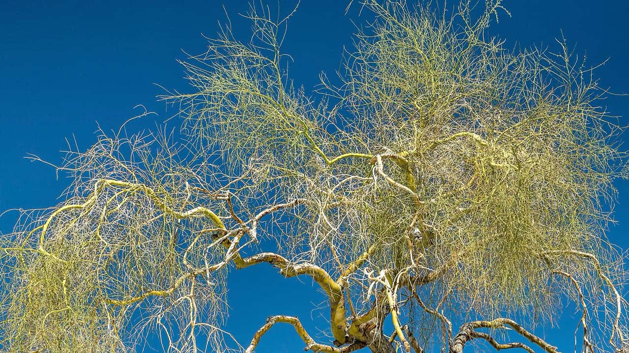 Palo Verde Tree