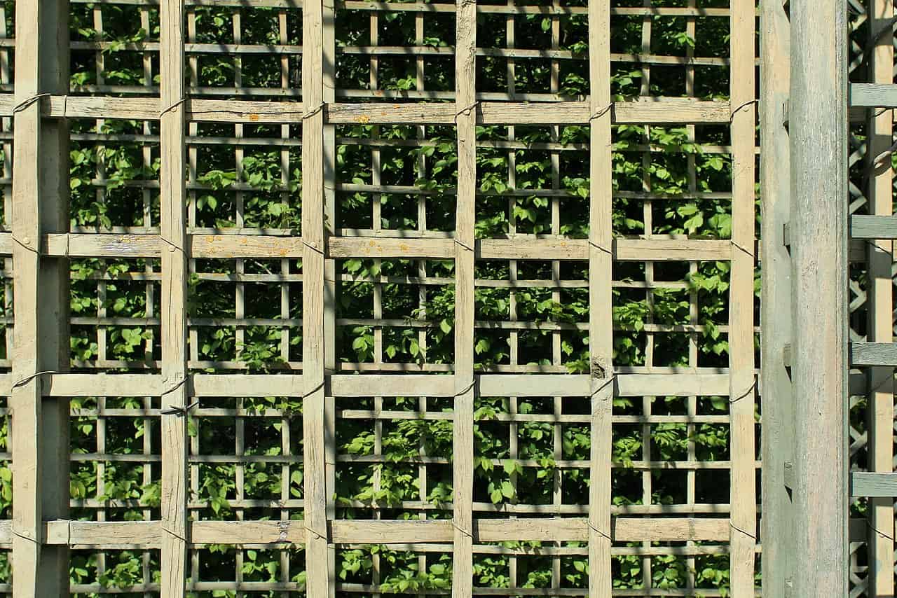 Wooden garden trellis with green plants growing through the gaps, light-colored wooden frames with vines and leaves in the background, well-structured lattice design, sunlight casting shadows on the wooden trellis, outdoor garden setting