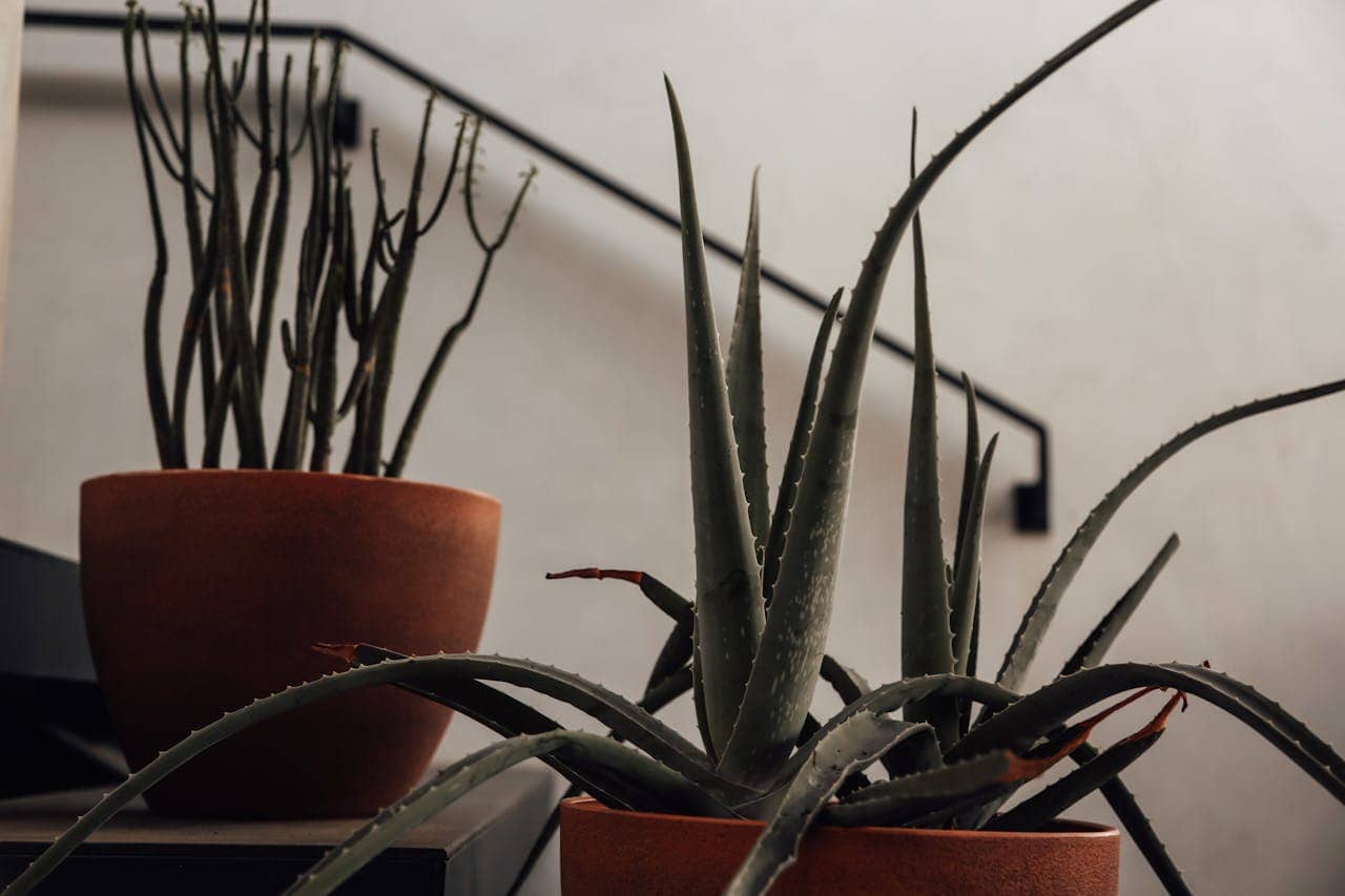 An aloe plant with pointed gray-green leaves in a terracotta pot sits in the foreground. Behind it, a pot containing thin black branches or twigs. Both plants are displayed against a white wall with minimalist black framing