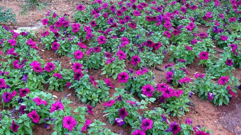 Flowering garden bed with vibrant magenta petunias planted in rich reddish-brown soil. The trumpet-shaped blooms with dark centers create a colorful carpet against the earth. Plants are arranged in a scattered pattern with lush green foliage.