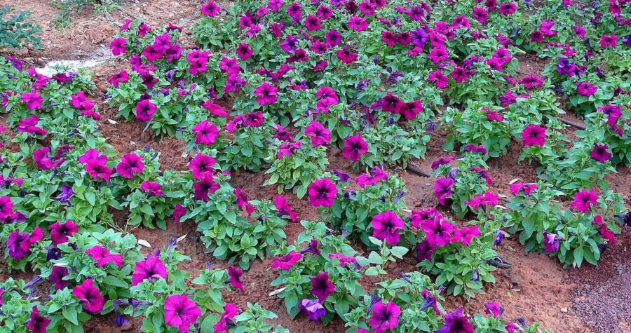 Flowering garden bed with vibrant magenta petunias planted in rich reddish-brown soil. The trumpet-shaped blooms with dark centers create a colorful carpet against the earth. Plants are arranged in a scattered pattern with lush green foliage.