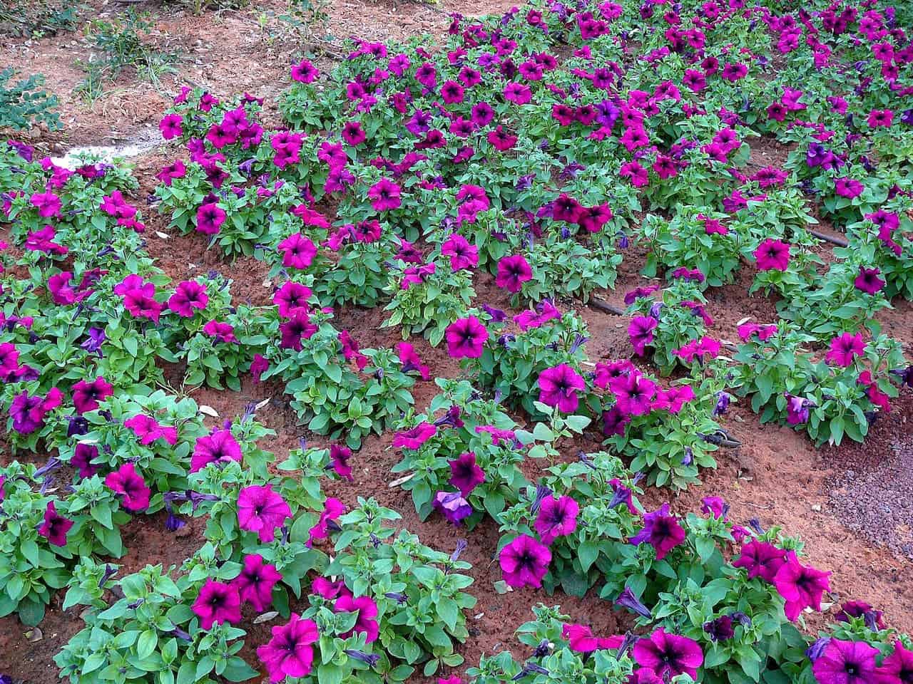 Flowering garden bed with vibrant magenta petunias planted in rich reddish-brown soil. The trumpet-shaped blooms with dark centers create a colorful carpet against the earth. Plants are arranged in a scattered pattern with lush green foliage.