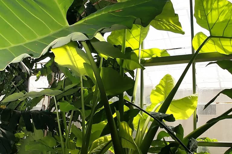 Philodendron Micans Lime plant with broad green leaves growing in greenhouse, sunlight filtering through translucent ceiling illuminating foliage