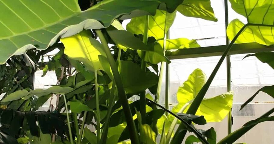 Philodendron Micans Lime plant with broad green leaves growing in greenhouse, sunlight filtering through translucent ceiling illuminating foliage