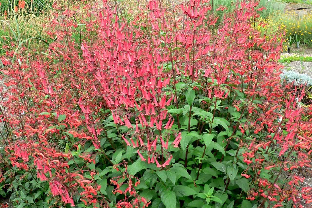 Dense garden cluster of Cape Fuchsia (Phygelius) plants with tubular red flowers rising above green foliage