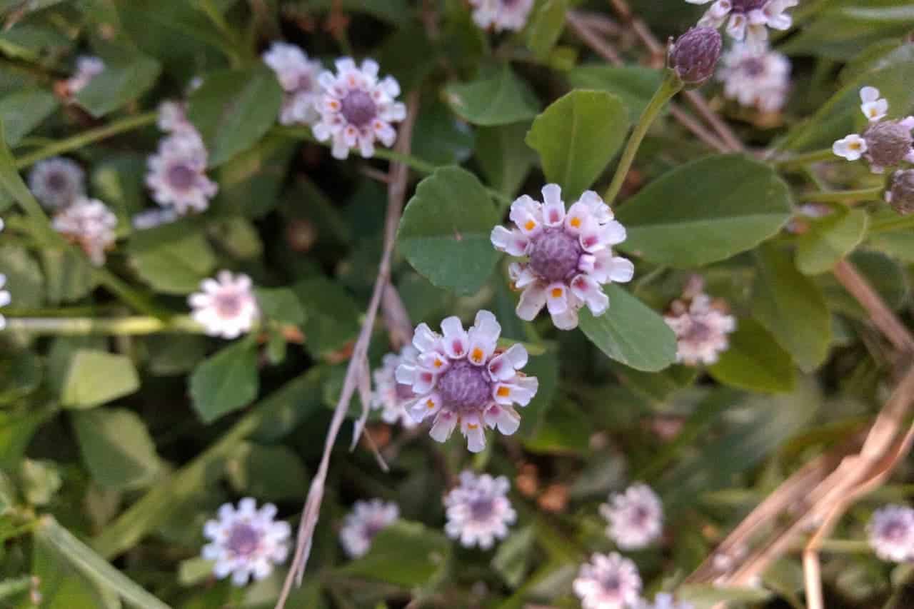 Small white Frogfruit (Phyla nodiflora) with purple centers and tiny orange dots blooming among green foliage in natural ground cover