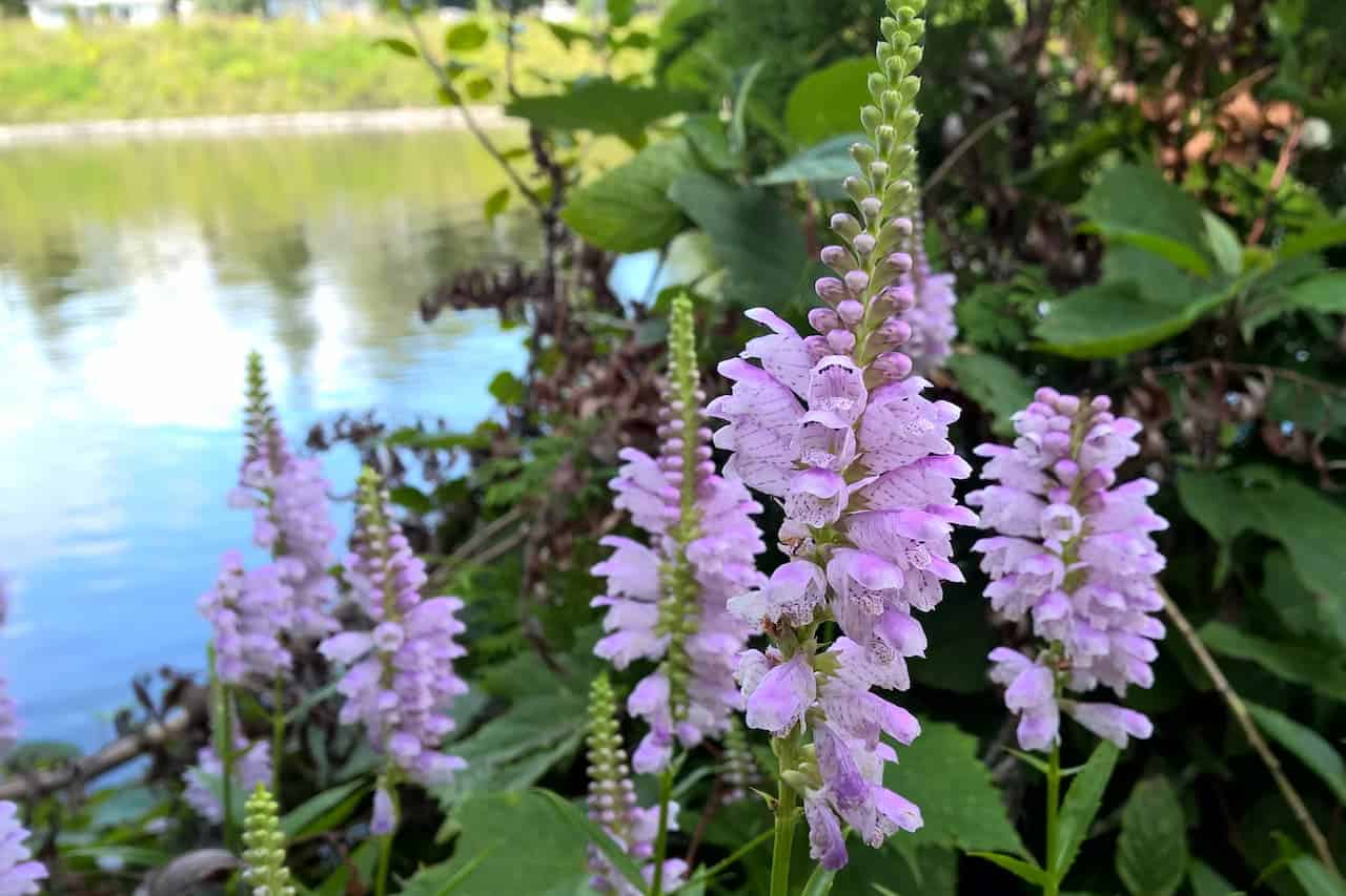Pale purple obedient plant flowers growing along water's edge, with vertical spikes against green foliage and pond background