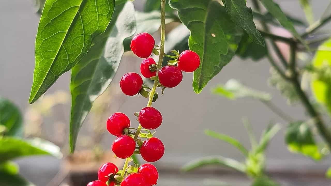 A cluster of pigeonberry which are shiny red berries hanging from a thin stem with green leaves, lit by sunlight