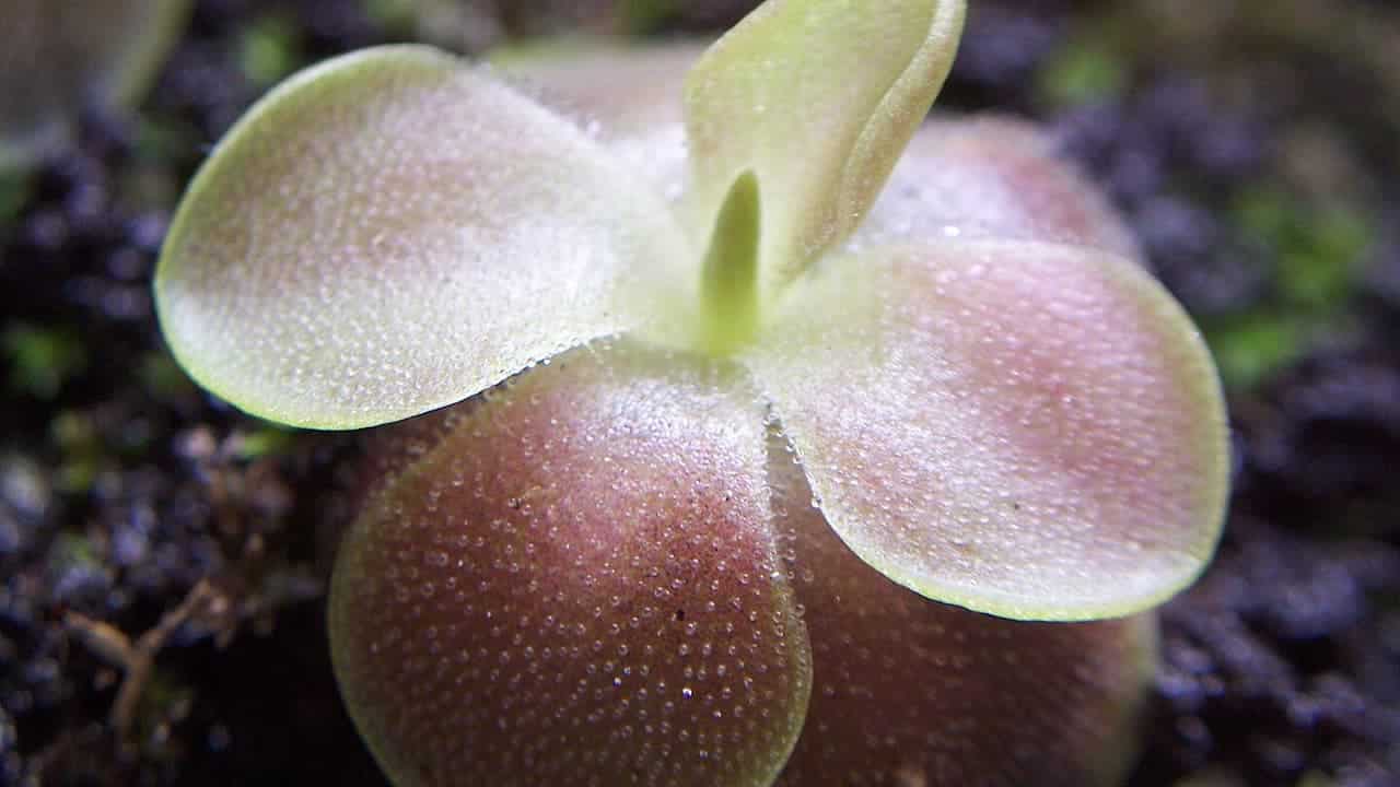 A close-up of a butterwort plant with glistening, sticky leaves in pale green and purple hues, growing in a damp, dark environment