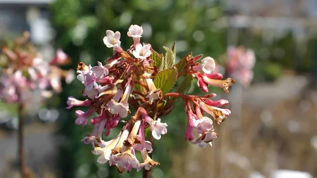 Viburnum flower cluster, pale pink tubular blooms with white tips, reddish stems, young green foliage emerging, fragrant spring shrub flowering against blurred background