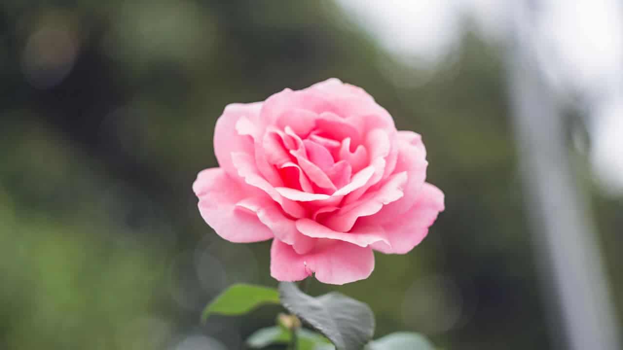 A soft pink rose in full bloom with layered petals against a blurred natural green background