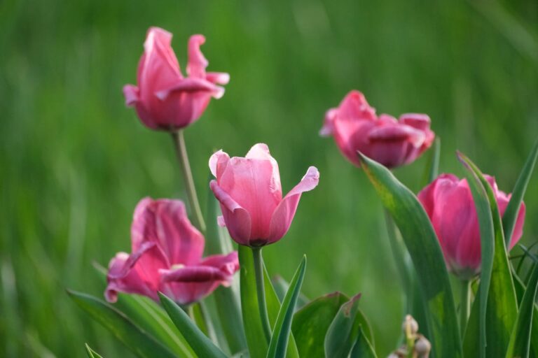Group of pink tulips with soft, slightly ruffled petals, standing tall against a blurred green grassy background