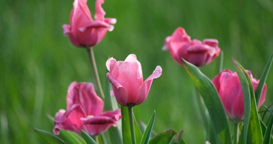 Group of pink tulips with soft, slightly ruffled petals, standing tall against a blurred green grassy background