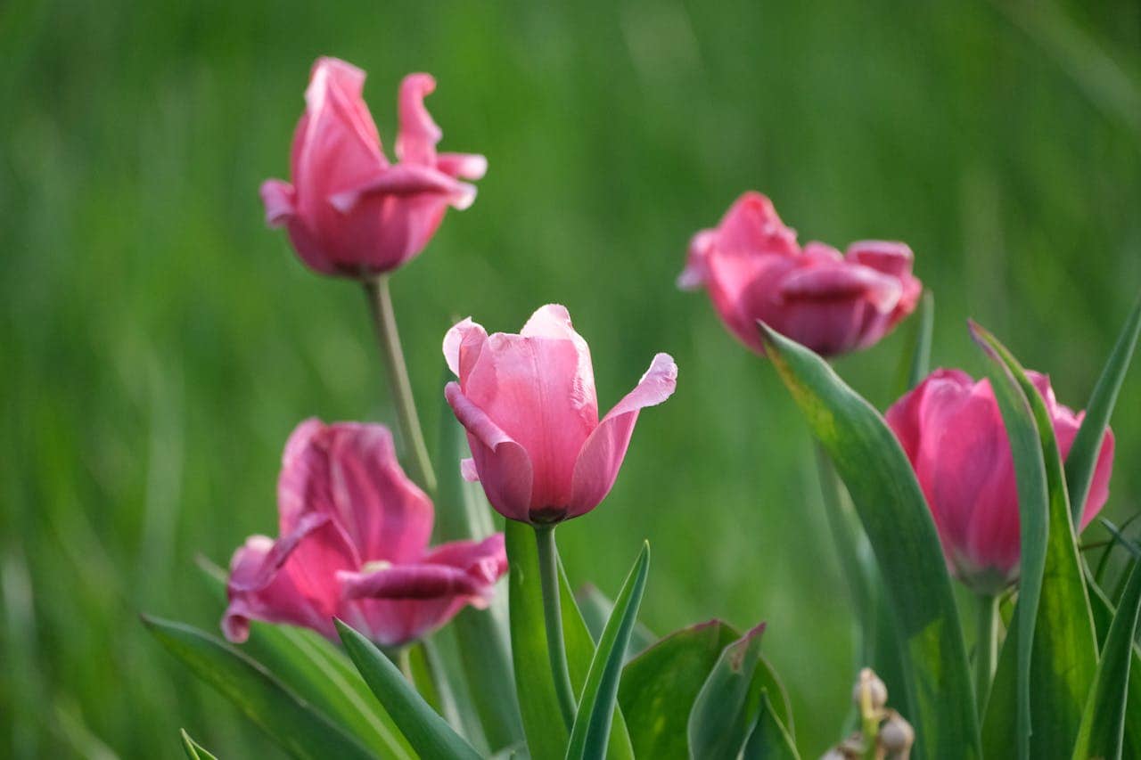 Group of pink tulips with soft, slightly ruffled petals, standing tall against a blurred green grassy background