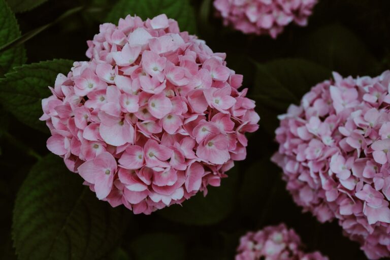 Pink hydrangea flower clusters with rounded mophead blooms against dark green foliage background