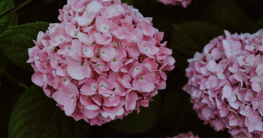 Pink hydrangea flower clusters with rounded mophead blooms against dark green foliage background