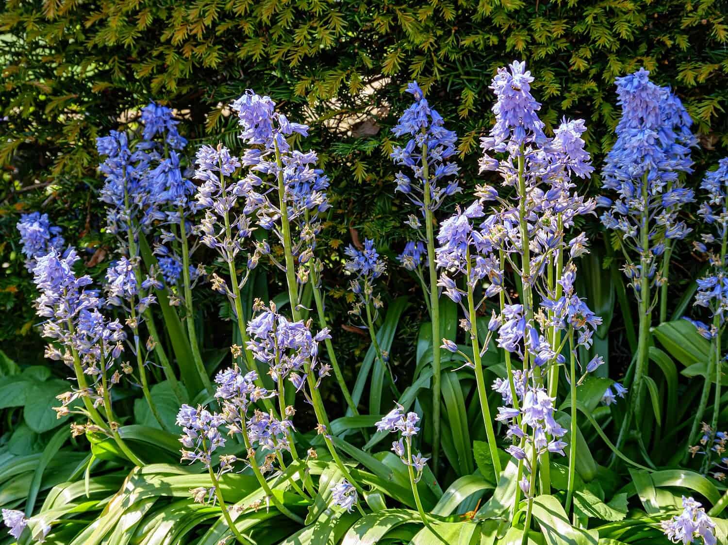 Beautiful lilac flowers blooming in a vibrant summer garden.