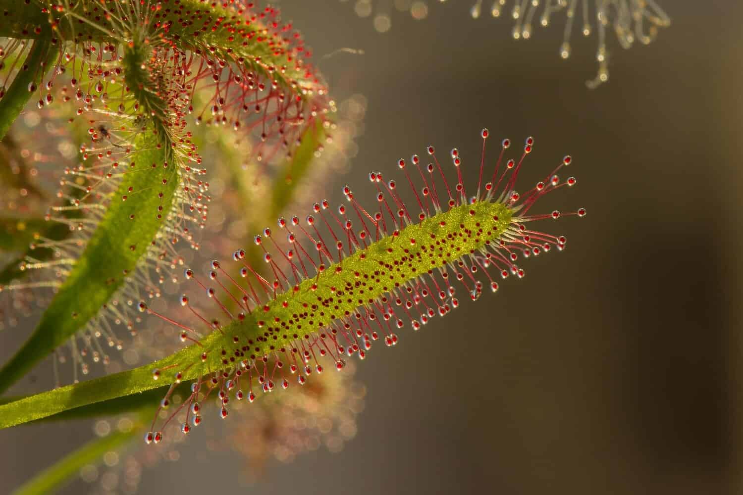 Close-up of a Drosera plant showing sticky droplets in a macro view, highlighting its unique texture.