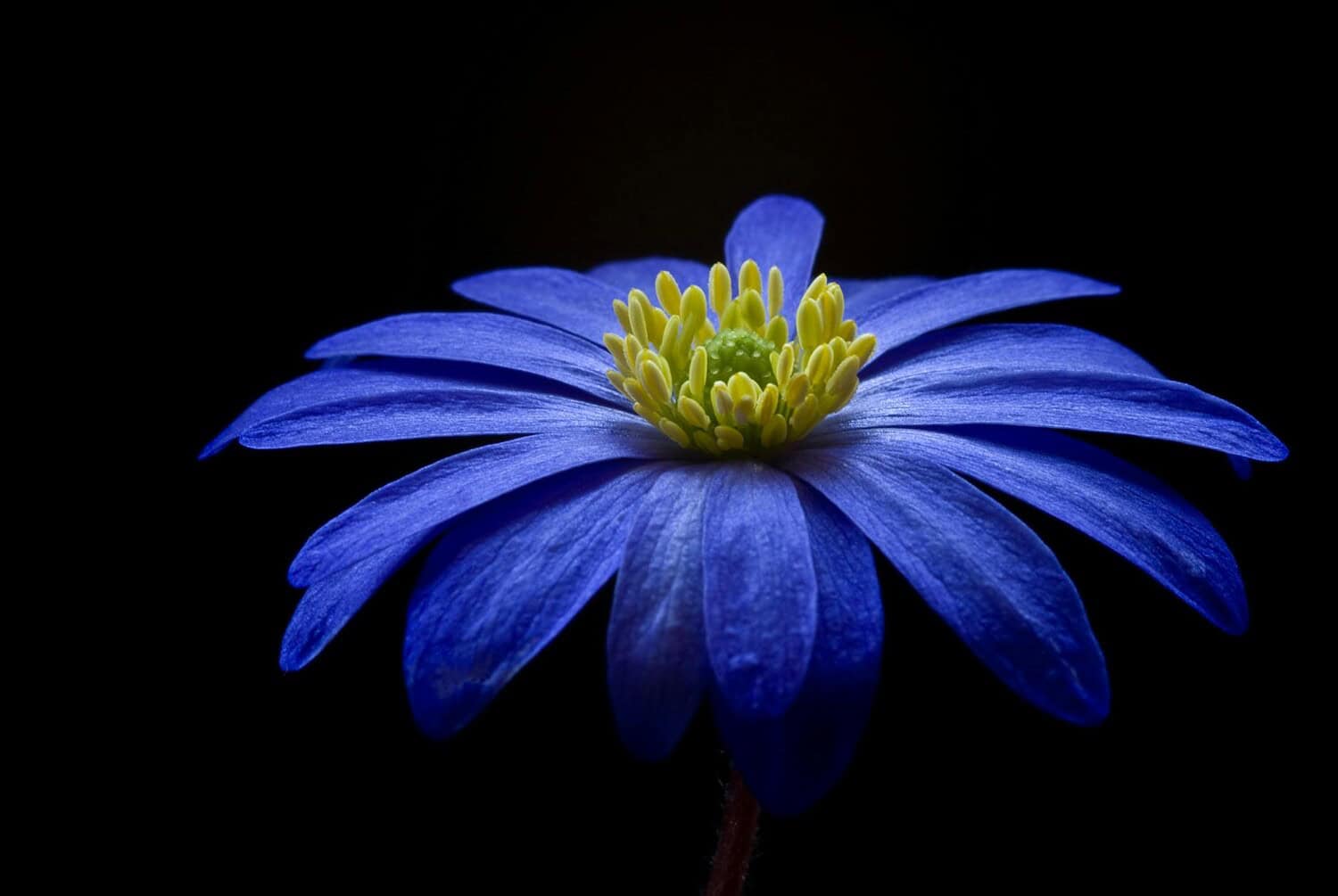 Close-up of a blue Anemone flower with a vivid yellow center against a dark background.