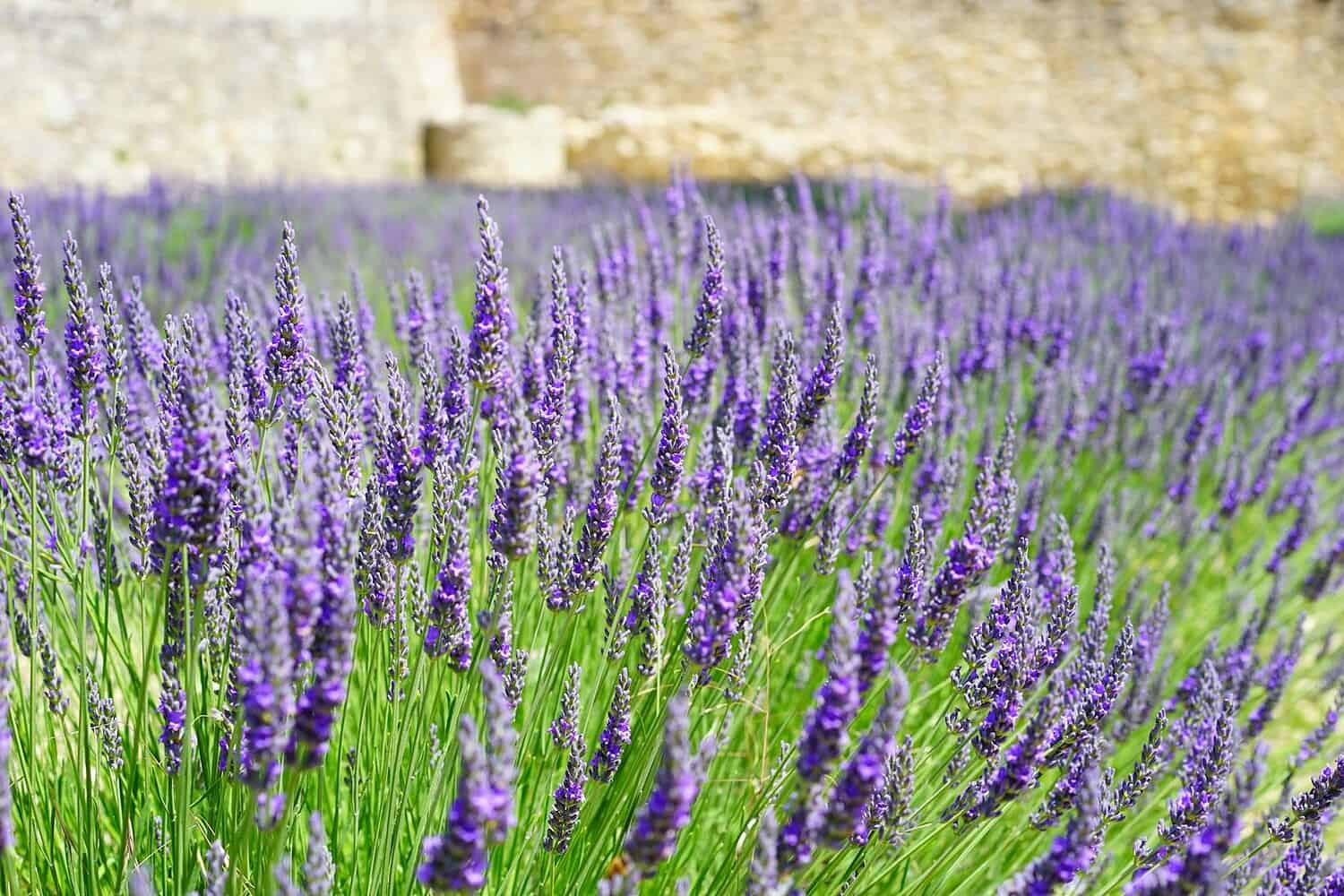 A vibrant lavender field in full bloom with a rustic stone wall background, capturing the essence of nature.