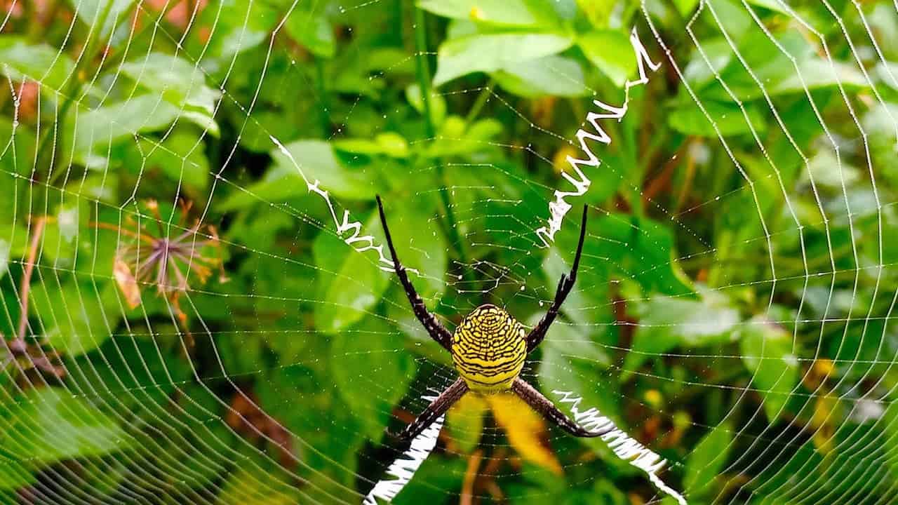 Yellow and black garden spider with distinctive zigzag web pattern against green foliage background