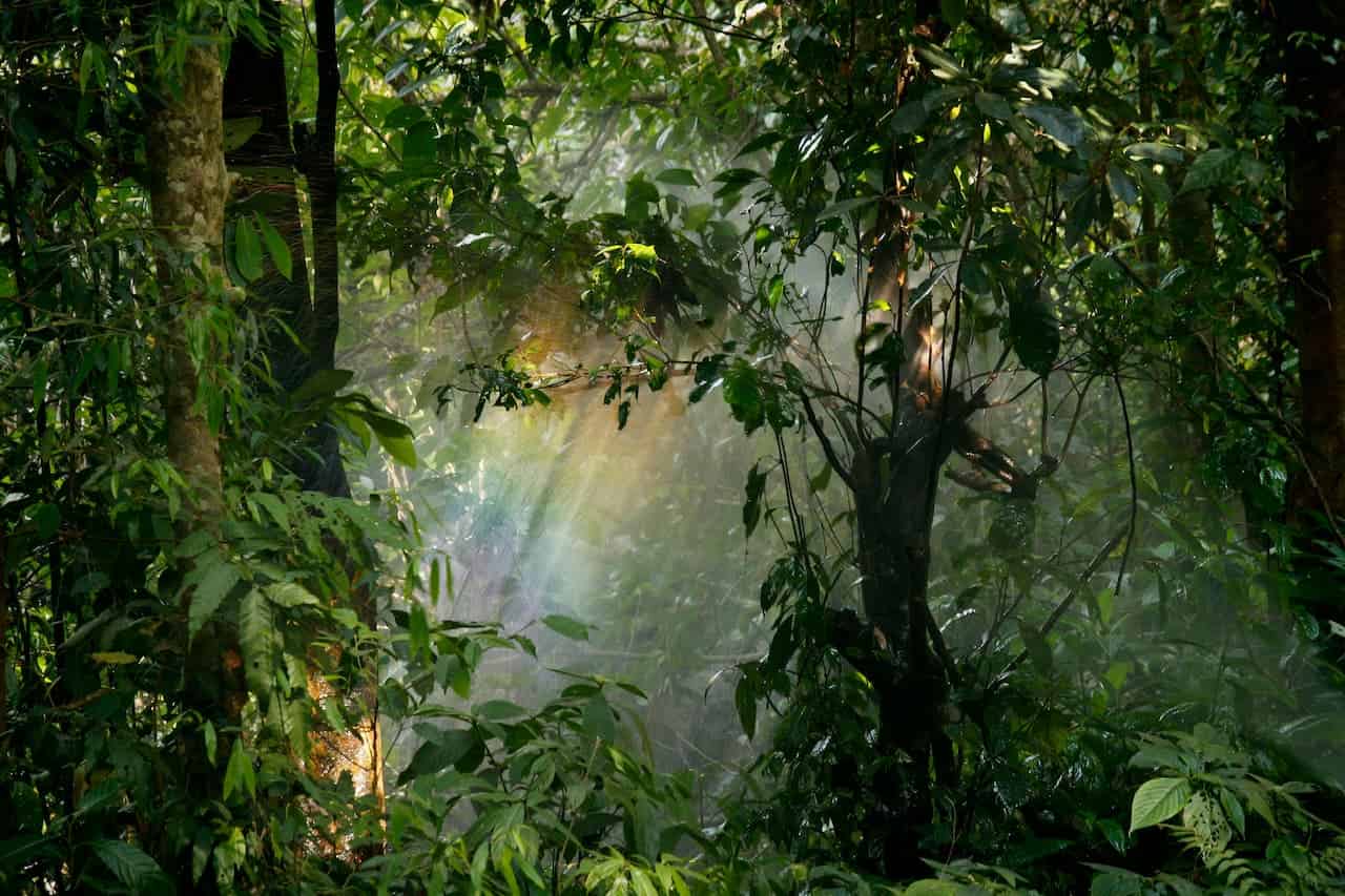 Sunlight streams through dense rainforest foliage, creating golden rays that pierce the misty atmosphere. Tree trunks and varied green vegetation fill the frame, with light illuminating leaves and branches in the foggy tropical forest interior