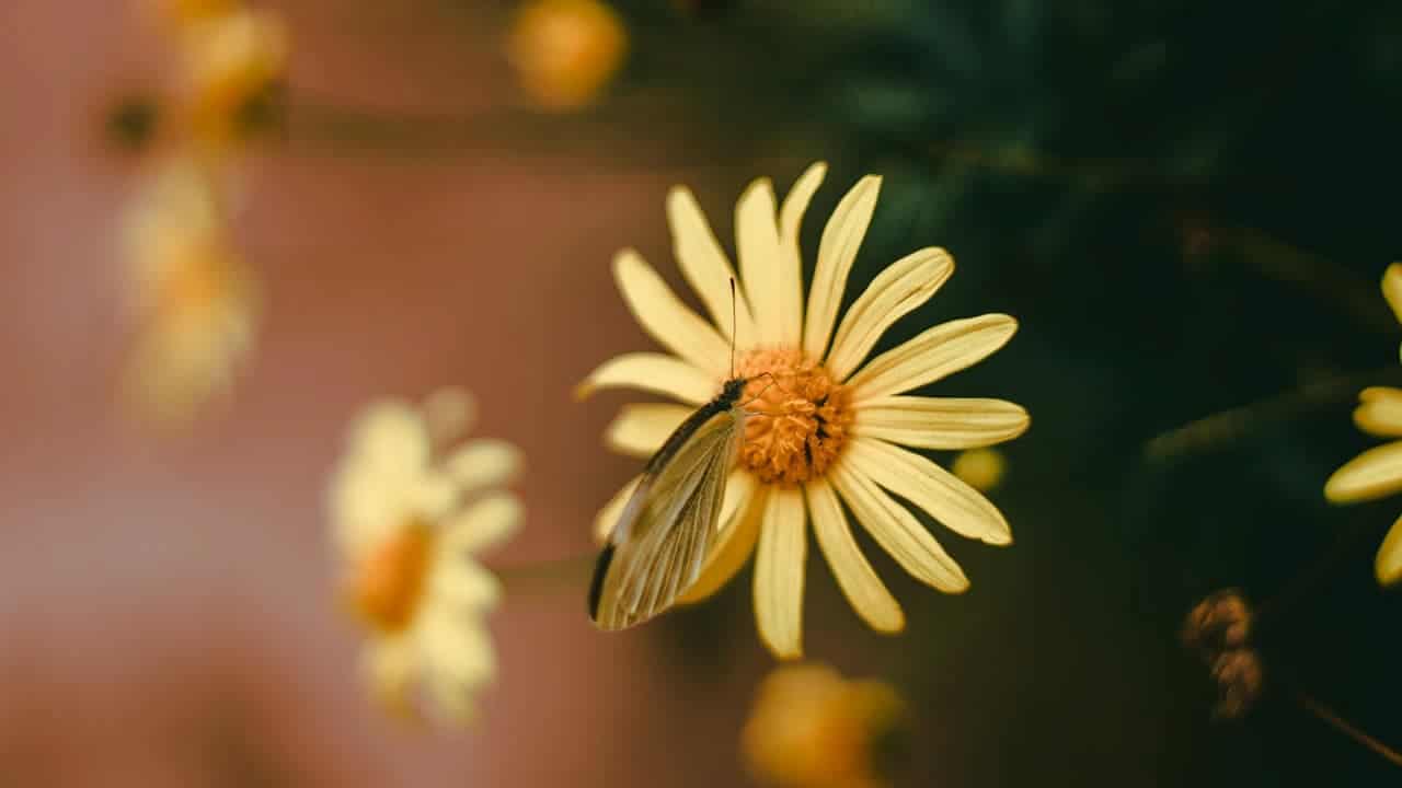 Small butterfly with translucent wings resting on yellow daisy flower with orange center