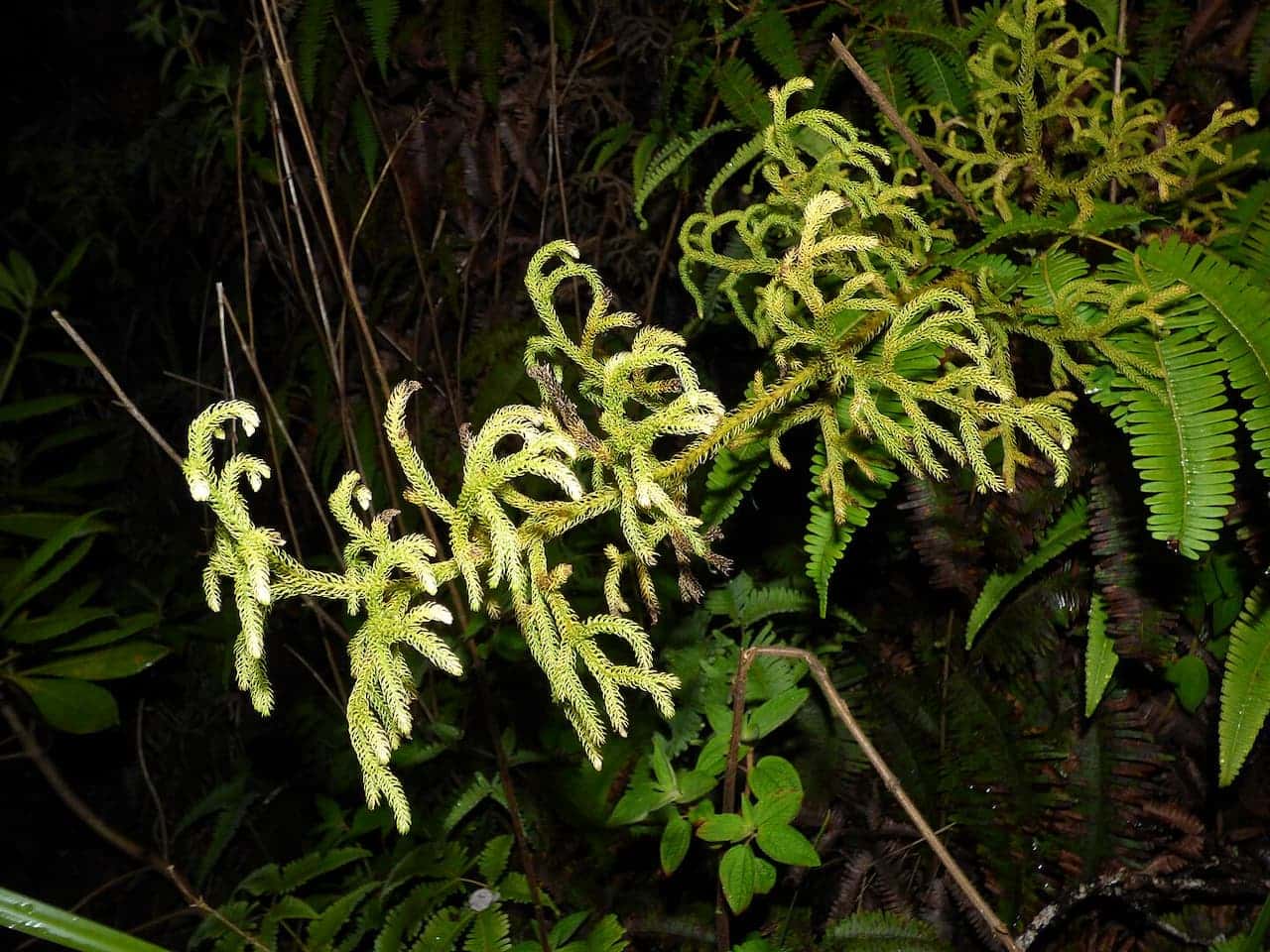 Bright green fern-like plant with unfurling fronds illuminated against a dark forest backdrop. The delicate curled tips contrast with mature fern leaves visible in the background. The plant appears to be growing in moist woodland conditions