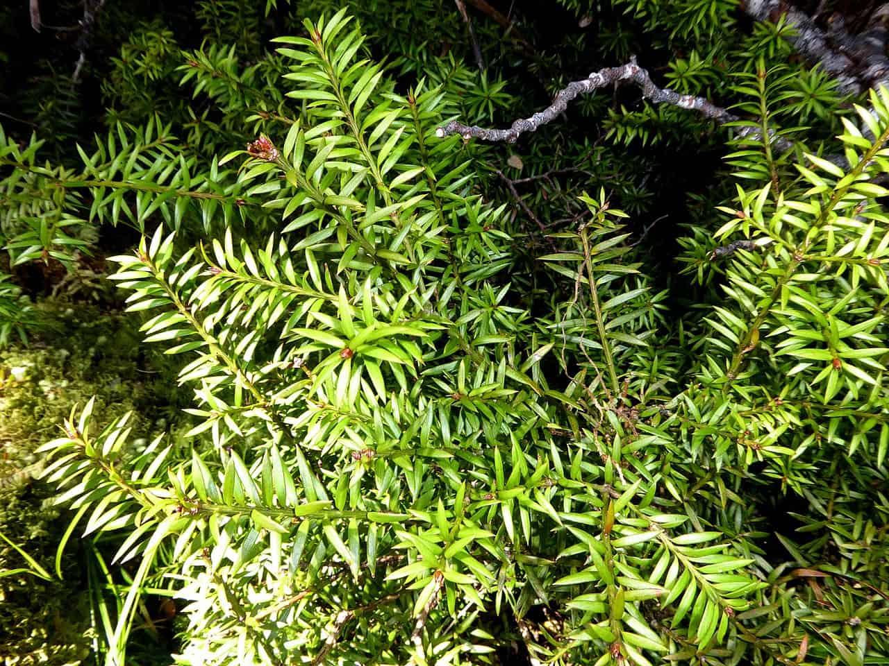 A close-up of a dense green shrub with sharp, needle-like leaves, showing multiple branches and foliage in sunlight, creating a lush, vibrant appearance, with the plant's intricate, pointed leaves arranged in a natural pattern
