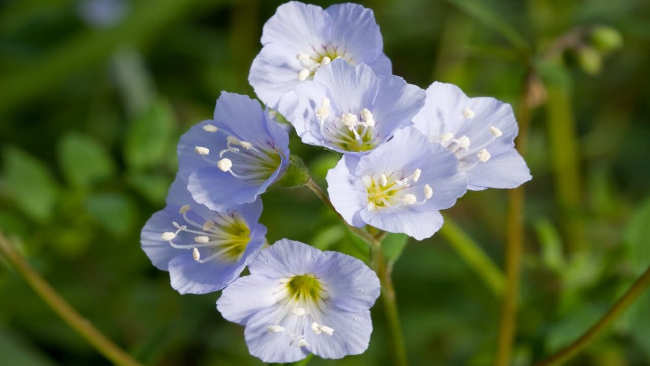 Cluster of five pale blue Jacob's Ladder with white stamens and yellow centers against a blurred green background