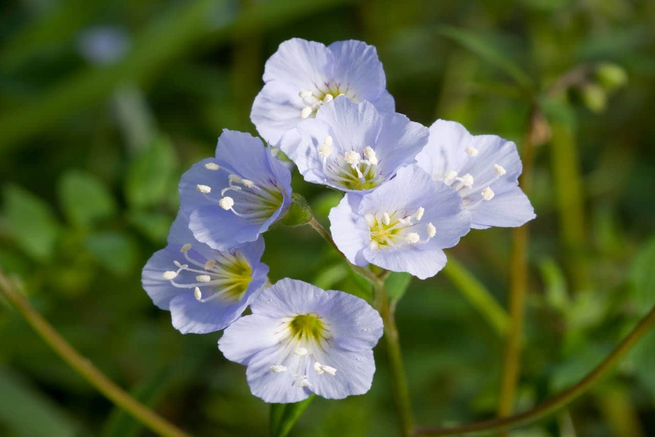 Cluster of five pale blue Jacob's Ladder with white stamens and yellow centers against a blurred green background