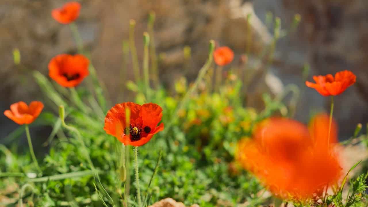 Poppies in poor soil full sun bright flowers garden toxic to pets