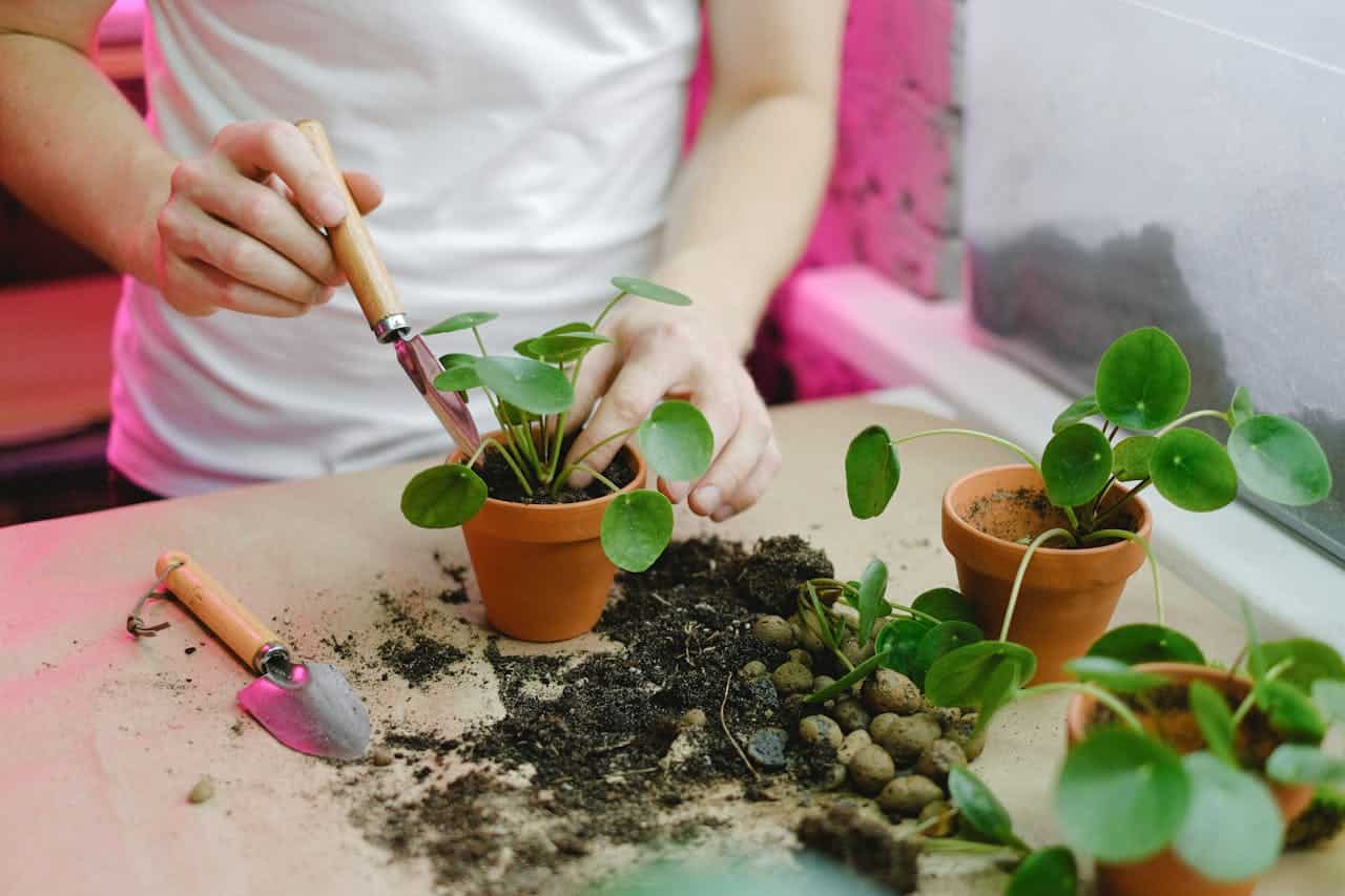 Person in white shirt planting pilea plants in terracotta pots, using gardening tools, soil scattered on table, small pebbles visible, indoor setting