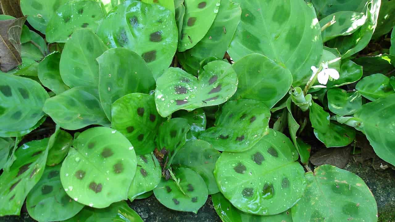 Cluster of bright green oval leaves of Prayer Plant (Maranta) with dark oval spots and water droplets. A small white flower blooms to the right
