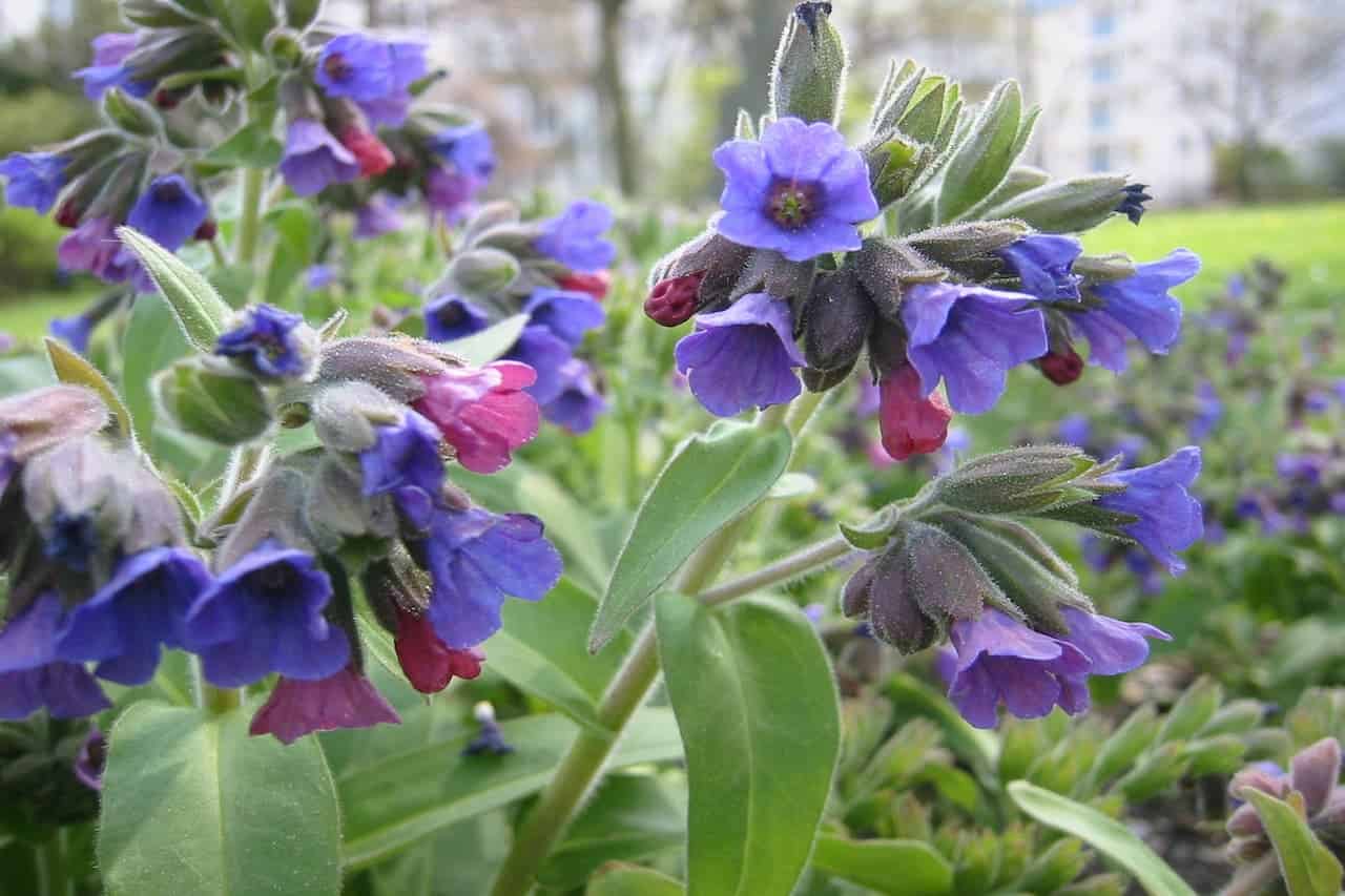 Close-up of lungwort (Pulmonaria) flowers in purple and pink, with fuzzy stems and green leaves in garden setting