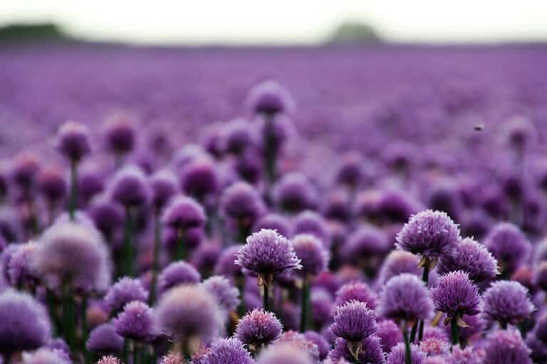 Field of round purple allium flowers in bloom, creating a lavender-colored landscape under soft light, with green stems visible