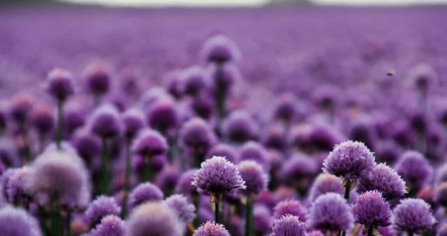 Field of round purple allium flowers in bloom, creating a lavender-colored landscape under soft light, with green stems visible