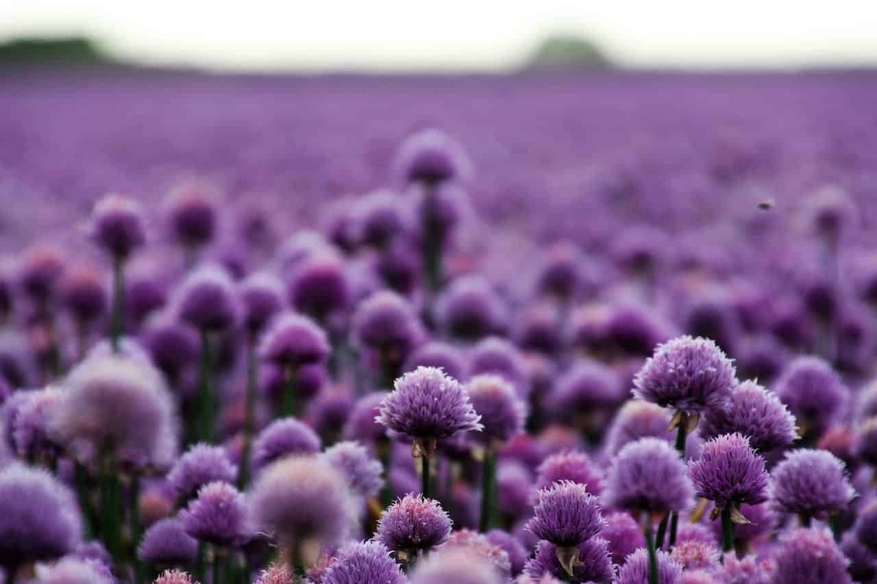 Field of round purple allium flowers in bloom, creating a lavender-colored landscape under soft light, with green stems visible